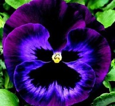35 PANSY DELTA NEON VIOLET FLOWER SEEDS ANNUAL - $16.88