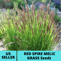 20Pcs Red Spire Melic Ornamental Grass Seeds Purple Melica Transsilvanic... - $17.79
