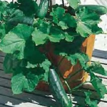 New Seeds 300 Seeds Spacemaster 80 Cucumber Seeds USA Seller - £14.50 GBP