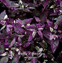 100 Seeds Purple Flash Pepper Seeds Vegetable Plant Garden - £4.79 GBP