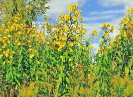 50 Seeds Sawtooth Sunflower American Native Wildflower 8ft+ Tall Deer Resistant - £13.11 GBP