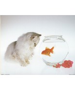 Never Framed 8 x 10 Wall Art Photo Print and Decor - &quot;White Cat Wonderin... - £5.51 GBP