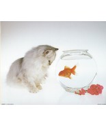 Never Framed 8 x 10 Wall Art Photo Print and Decor - &quot;White Cat Wonderin... - $8.20 CAD