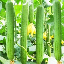 10 of Sponge dishcloth Gourd Seeds Luffa Gourd Smooth Loofah Chinese Sigua - $2.98