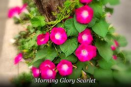 1860 morning glory scarlet pop thumb200