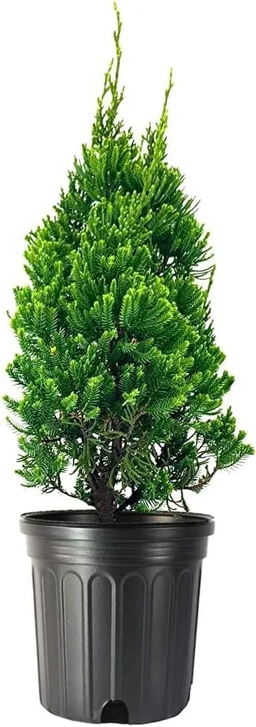 Robusta Green Juniper Live Trees Juniperus Chinensis  - £53.33 GBP