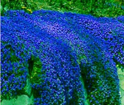 100 Seeds Creeping Thyme Bonsai Or Blue Rock Cress Ground Cover Flower Natural G - $10.89