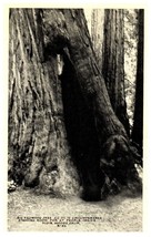 B-53 Largest Redwoods Muir Woods National Monument California RPPC Postcard - £8.86 GBP