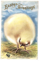 Antique Easter greeting PC Huge Fluffy Yellow Baby Chick looking at Fly ... - £5.60 GBP