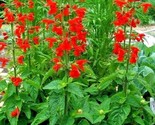 300 Seeds Scarlet Sage Flower Seeds Wildflower Garden Container Drought ... - £7.20 GBP