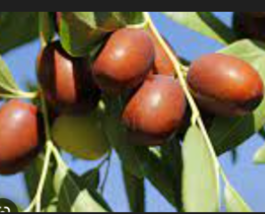 Jujube Fruit Tree  10 seeds  - £7.12 GBP