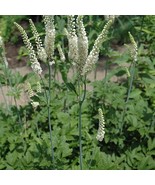 3 Black Cohosh Plants Actaea Racemosa Bare Root Organic Root Transplant ... - $11.80
