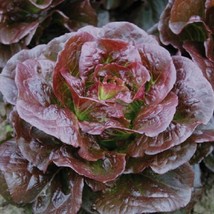 Seeds 600 Romaine Cimarron Lettuce Red Vegetable Garden Heirloom - £5.74 GBP