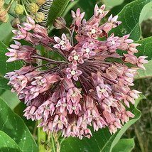 30+ Common Milkweed Asclepias Native Wildflower Perrenial Flower Seeds - $18.85