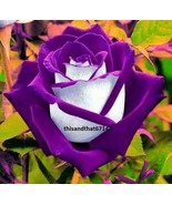 Purple Haze #3  Rose Rose Bush 50 or 100 Seeds~Rare-Free Shipping-USA Se... - €2,84 EUR+