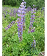 Wild Maine Lupine Seeds (Purple, Pink, and Yellow) 500+ Great Deal - £3.93 GBP