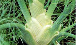 Fennel, Florence, Heirloom, Organic, 25+ Seeds, Delicious - $1.97