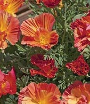40+ Peach Strawberry California Poppy Flower Seeds Mix Papaver Reseeding Annual - £7.94 GBP