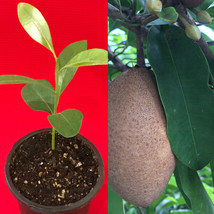 Sapodilla Manilkara Zapota Chiku Makok Tropical Tree Starter PLANT Seedling - £17.12 GBP