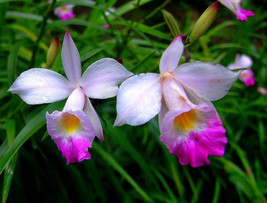 Bulbs - Hawaiian Tropical Bamboo Orchid Plant - £23.88 GBP