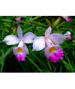 Bulbs - Hawaiian Tropical Bamboo Orchid Plant - €25,97 EUR