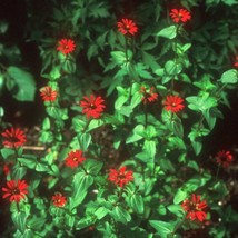 Red Spider Zinnia Seeds Tiny Flower On Dwarf Plants Gardening Fresh USA ... - £6.91 GBP