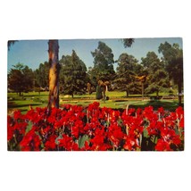 Postcard Recreation Park Long Beach California Red Lillies Flowers Chrome - £5.48 GBP