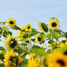 25 Seeds Sunflower Seeds - Vibrant Lemon Queen Attracts Pollinators - £9.54 GBP