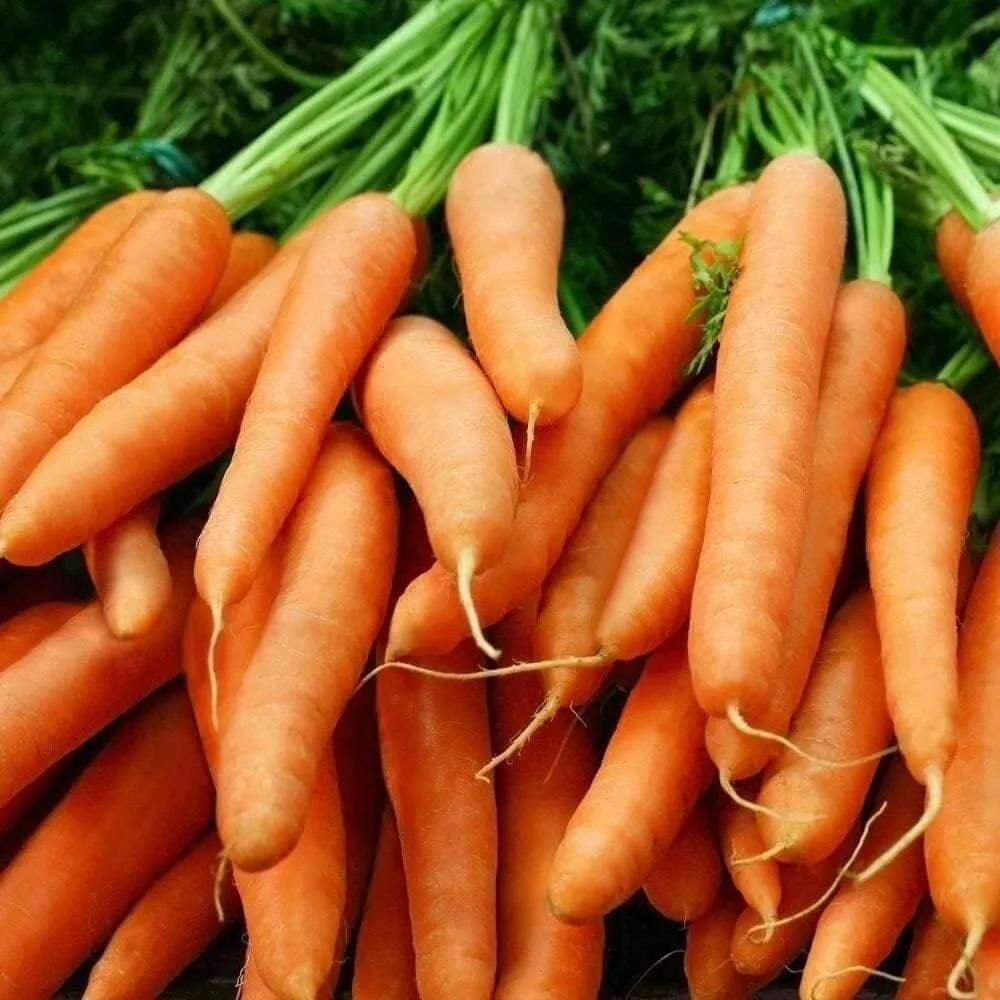 Little Fingers Carrot Non Gmo 800 Seeds - £7.53 GBP