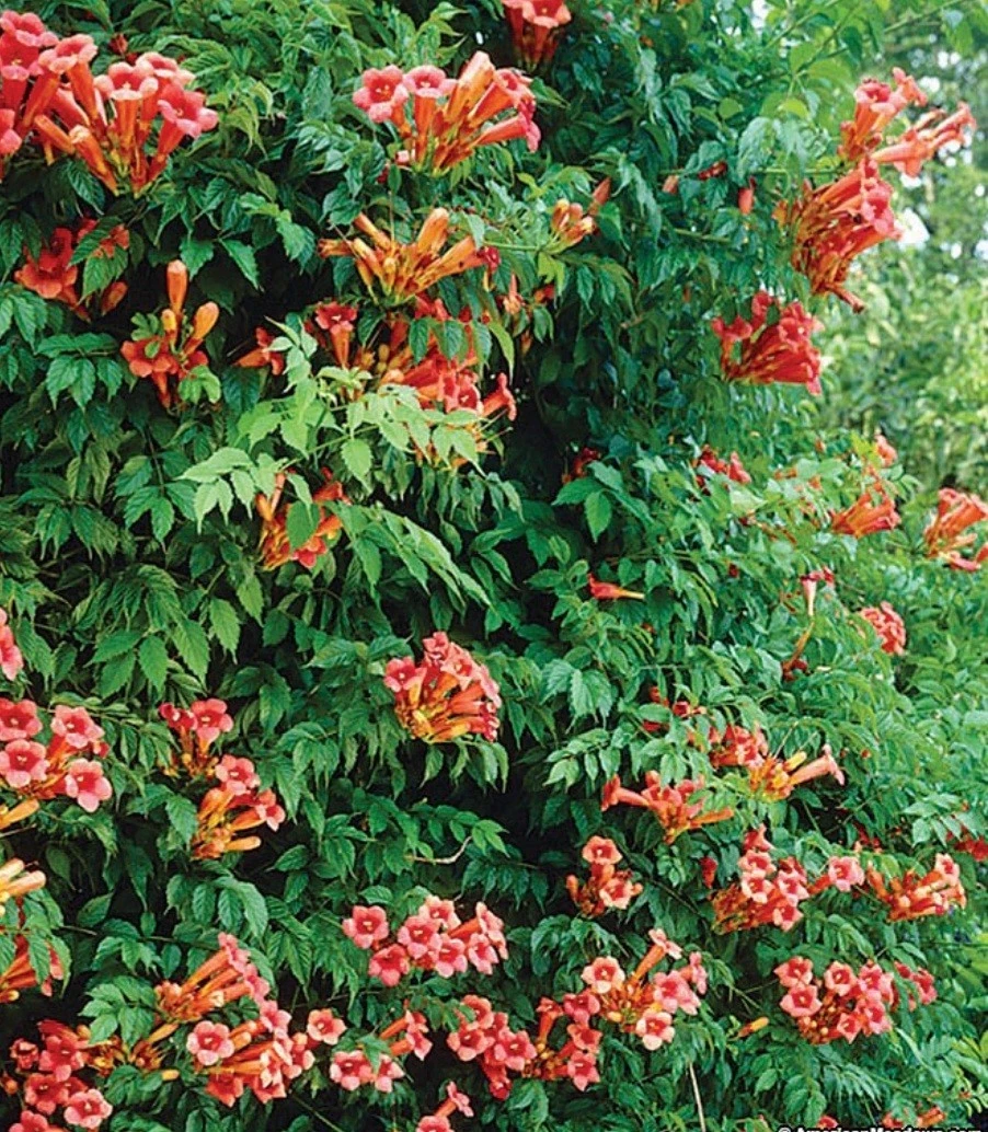 18 RED TRUMPET VINE Live Vine Cuttings Perennial Hummingbird Organic Pol... - $31.18
