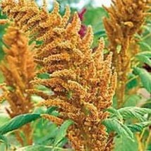 AQL Golden Giant Amaranth 100 Seeds Eed Eed Flowerveggie Seeds Non-Hybrid Open-P - £8.21 GBP