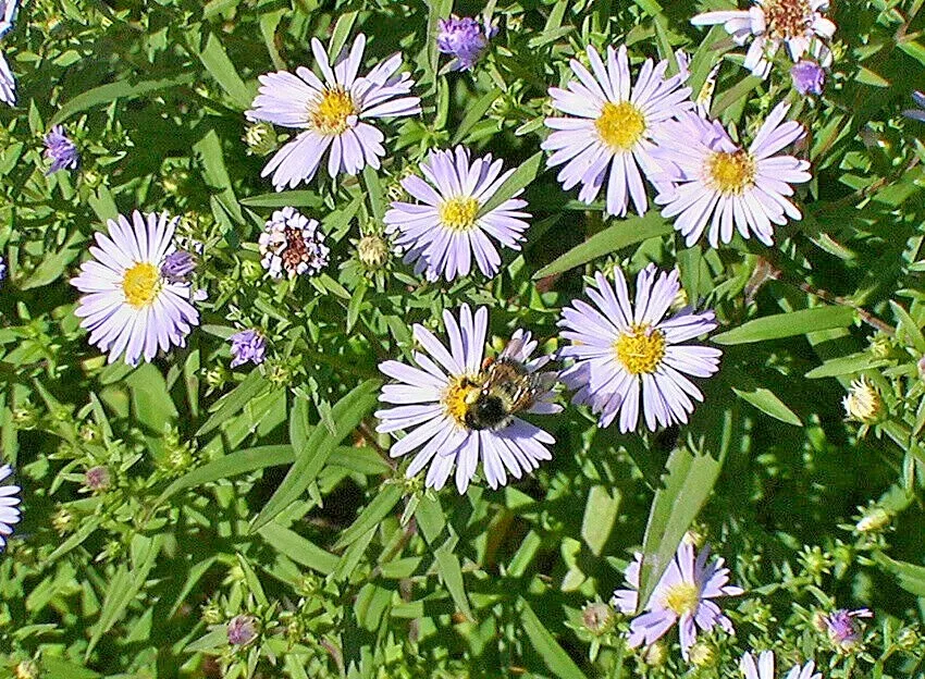 100+SWAMP ASTER Seeds Native Wildflower Summer Fall Garden Poor Soils - $9.50