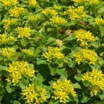 Sedum Yellow Stonecrop Succulent Seeds Sedum Ellacombianum 50 Seeds - $13.98