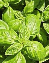 Rafhstore 500 Clove Basil Ocimum Basilicum Herb Flower Seeds Us Seeds - $10.88