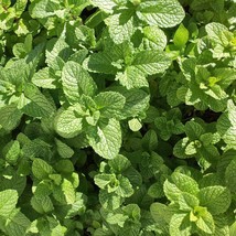 Organic Basil Plant Seeds - $94.99 MXN