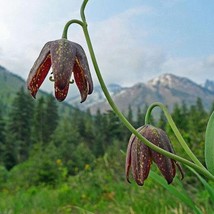 Fritillaria Affinis Checker Or Chocolate Lily Mission Bells 10 Seeds Fre... - $27.60