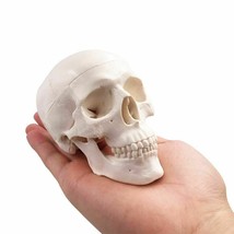 Mini Human Skull Model Medical Anatomical Adult Head Bone Small Educatio... - £14.45 GBP