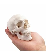 Mini Human Skull Model Medical Anatomical Adult Head Bone Small Educatio... - £14.24 GBP