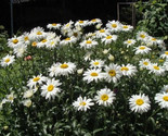 Simple Pack 150 seed  Chrysanthemum maximum shasta daisy - £5.58 GBP
