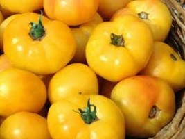 20 Organic Golden Queen Tomato Seeds Juicy Sweet Fast US Shipping - $17.00