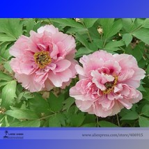 Heirloom &#39;Fen Pan Tuo Jin&#39; Pink Peony Tree Professional Organic Seeds, Pack, ... - £9.56 GBP