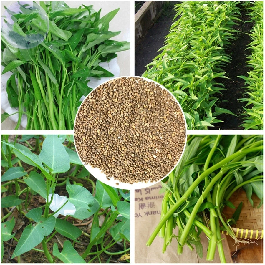 Organic Water Spinach Premium Seeds Seeds,菠菜 ,ผักโขม Rau Muống On Choy - €3,21 EUR