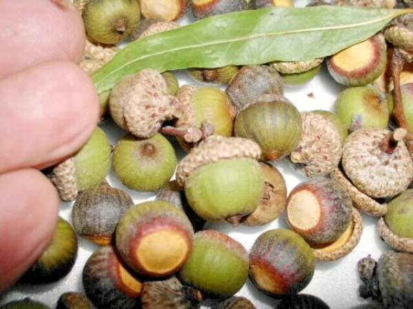 12 Willow Oak Acorns Quercus Phellos Fresh Seeds - $18.50