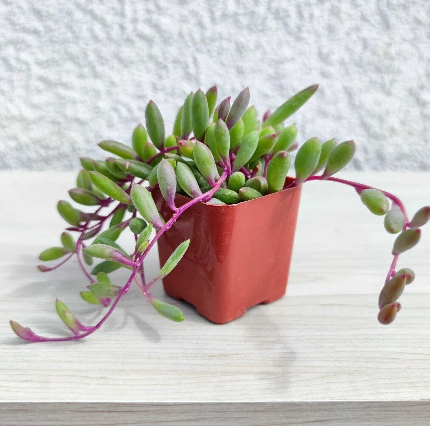 Succulent Pot Plant - Othonna Capensis Ruby Necklace - Live Plants In 2&quot;... - $15.50