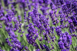 20 Seeds Dwarf Munstead Lavender - £8.22 GBP