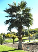 ArfanJaya 10_Seeds Washingtonia robusta Mexican fan palm Skyduster - £14.54 GBP