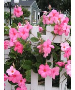 240 Seeds Mandevilla Flower Seeds - $10.59