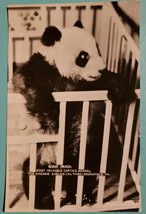 Rppc Giant Panda In Crib 1938 The Chicago Zoo - £17.83 GBP