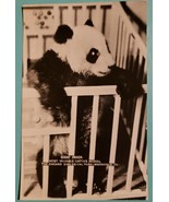 Rppc Giant Panda In Crib 1938 The Chicago Zoo - £17.28 GBP