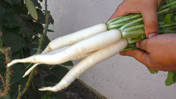 DW Garden Seeds 700 Japanese Minowase Daikon Radish Seeds Fresh - $9.99